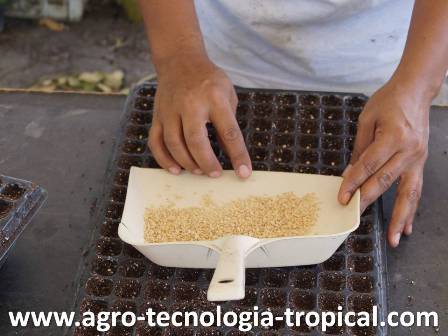 proceso de siembra de la semilla